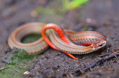 Red-bellied Snake