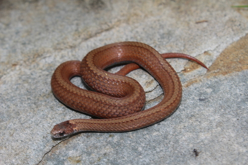 Red-bellied Snake