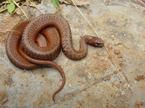 Red-bellied Snake