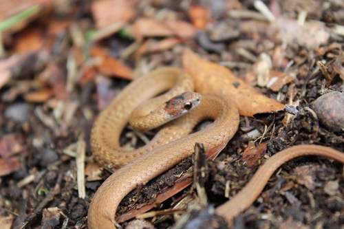 Red-bellied Snake