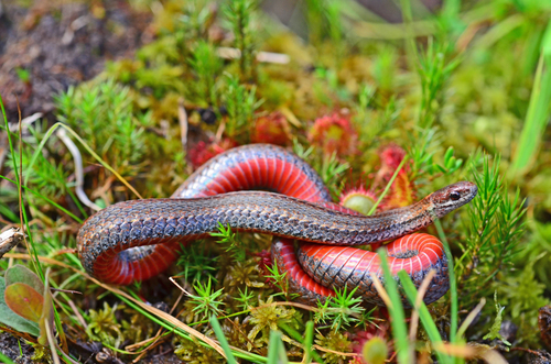 Red-bellied Snake