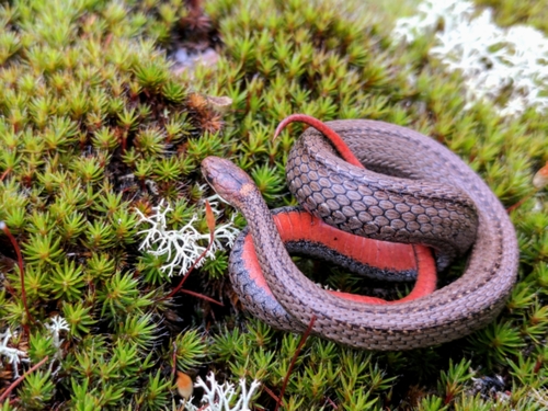 Red-bellied Snake