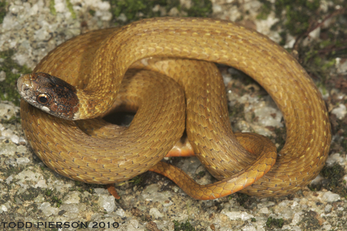 Red-bellied Snake