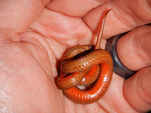 Red-bellied Snake