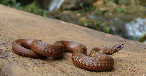 Red-bellied Snake