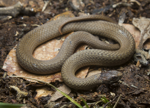 Red-bellied Snake