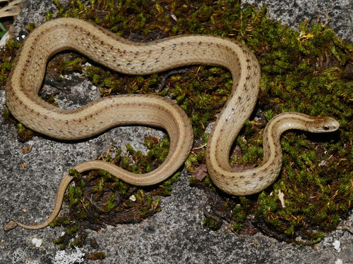 DeKay's Brownsnake