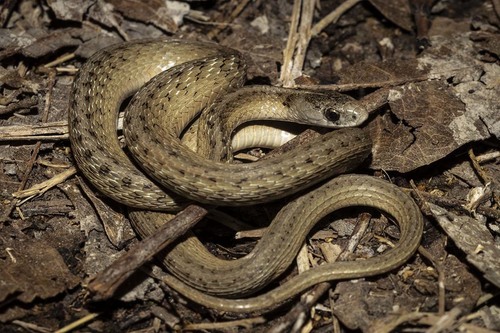 DeKay's Brownsnake