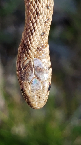 DeKay's Brownsnake