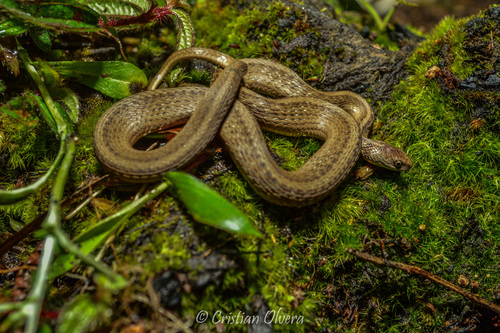 DeKay's Brownsnake