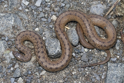 DeKay's Brownsnake