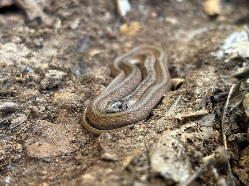 DeKay's Brownsnake