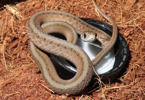 DeKay's Brownsnake
