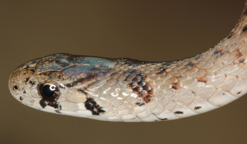 DeKay's Brownsnake