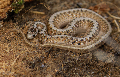 DeKay's Brownsnake