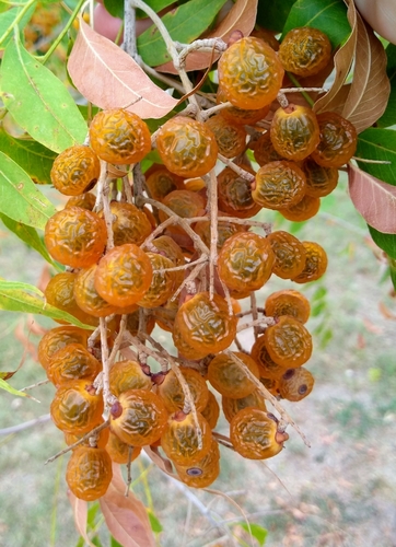 Western Soapberry