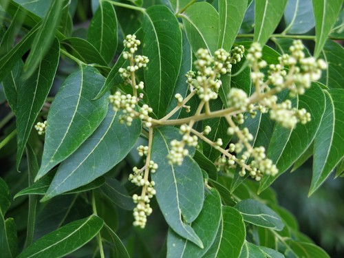 Western Soapberry