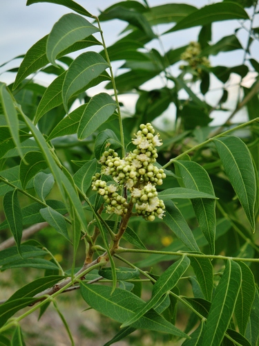 Western Soapberry