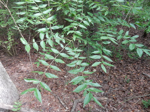 Western Soapberry