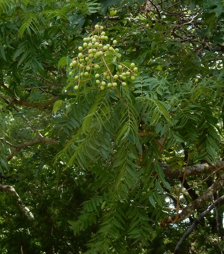 Western Soapberry