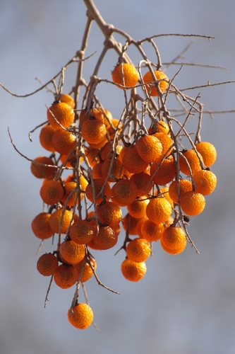 Western Soapberry