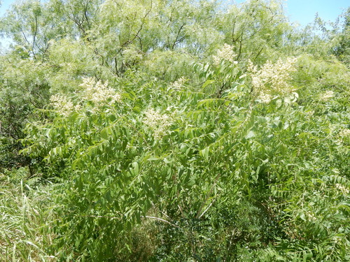 Western Soapberry