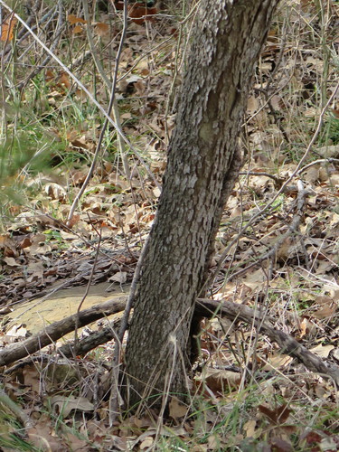 Western Soapberry