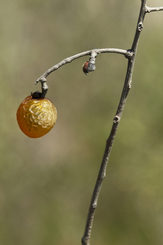 Western Soapberry