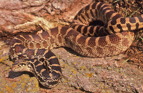 Gopher Snake