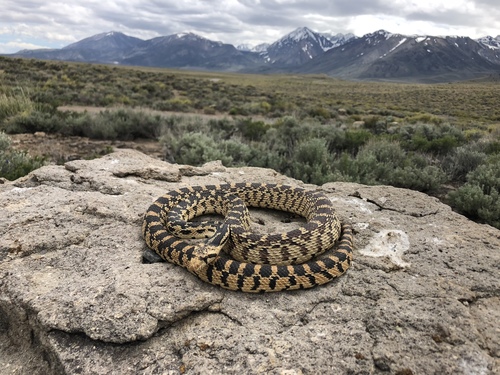 Gopher Snake