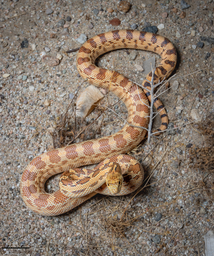 Gopher Snake