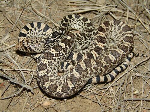 Gopher Snake
