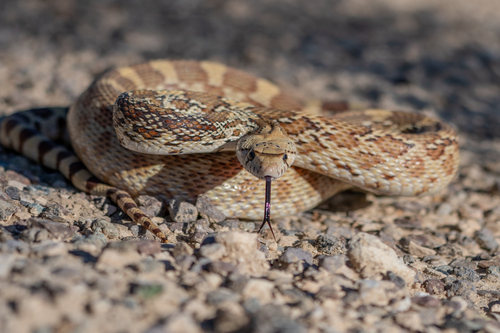 Gopher Snake