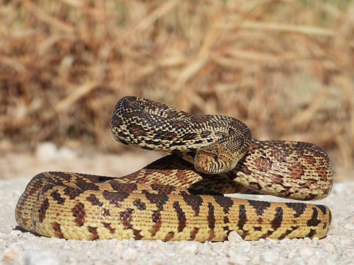 Gopher Snake