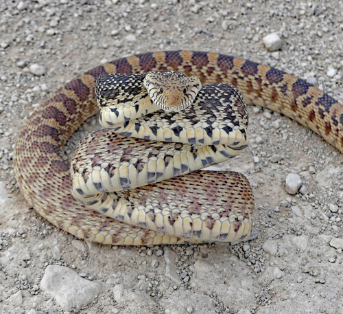 Gopher Snake