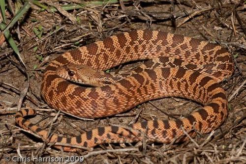 Gopher Snake