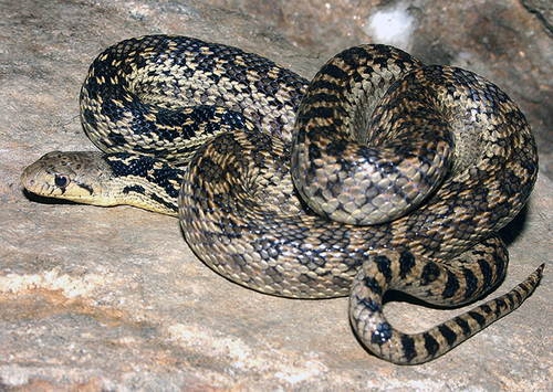 Gopher Snake