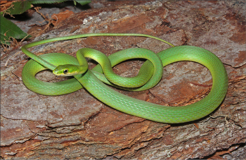 Rough Greensnake
