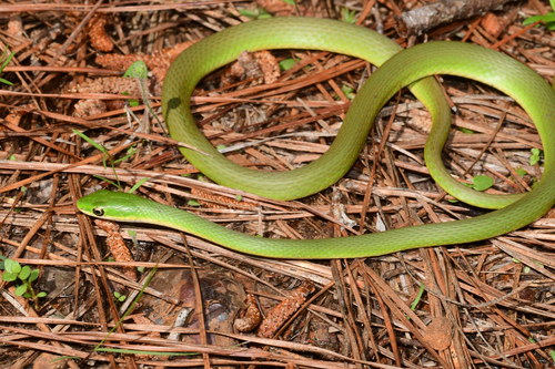 Rough Greensnake