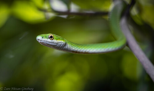 Rough Greensnake