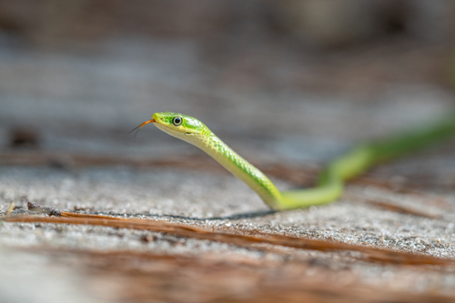 Rough Greensnake