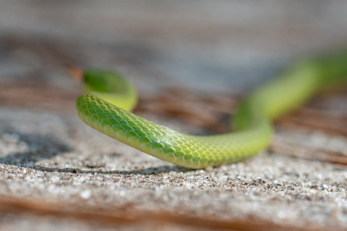 Rough Greensnake