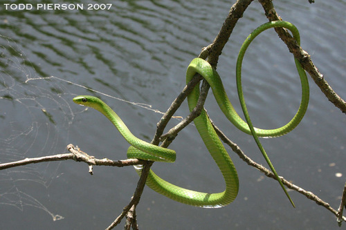 Rough Greensnake