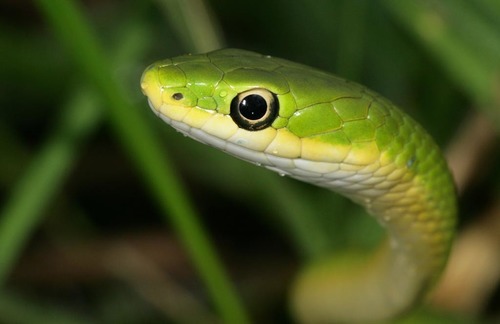 Rough Greensnake