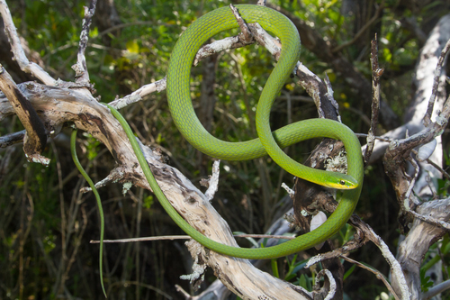 Rough Greensnake