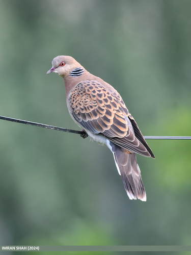 Oriental Turtle-Dove