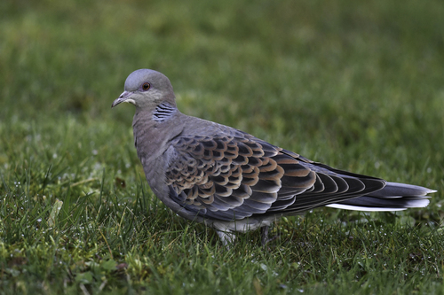 Oriental Turtle-Dove