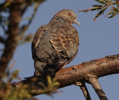 Oriental Turtle-Dove