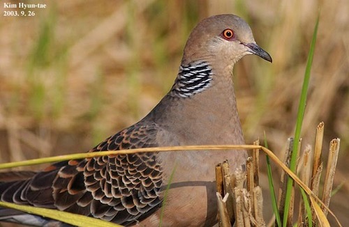 Oriental Turtle-Dove