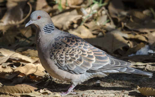 Oriental Turtle-Dove